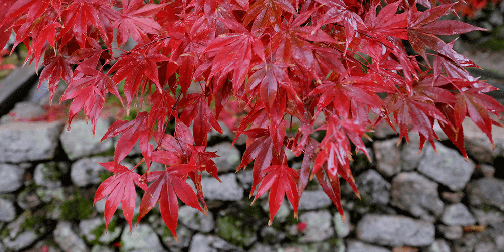 【京都】秋の古都、紅葉とグルメ 高速バスで0泊3日の旅