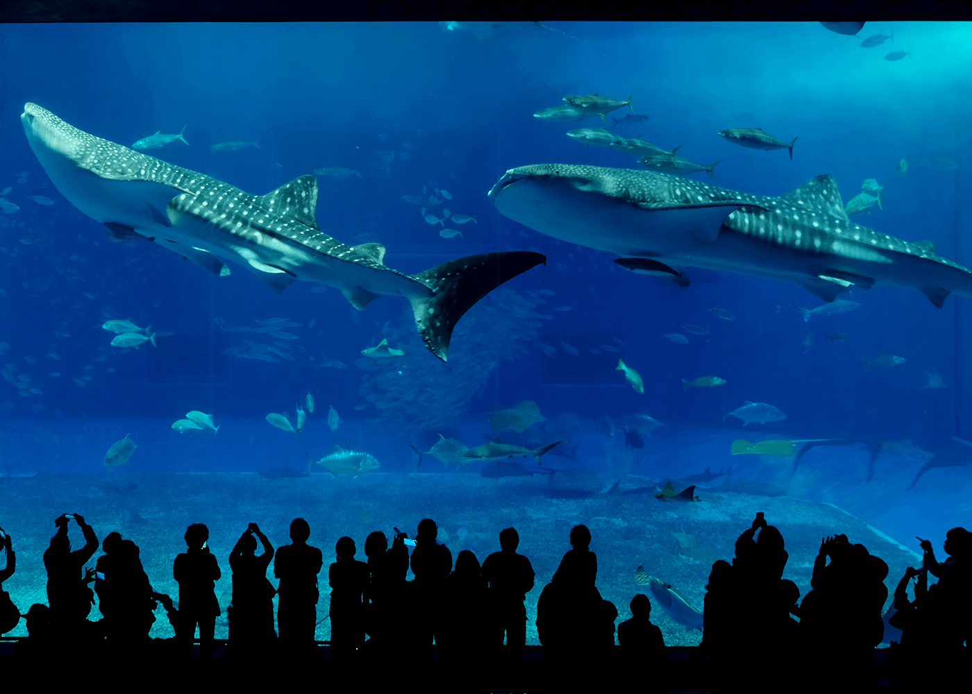 沖縄美ら海水族館（Okinawa Churaumi Aquarium）