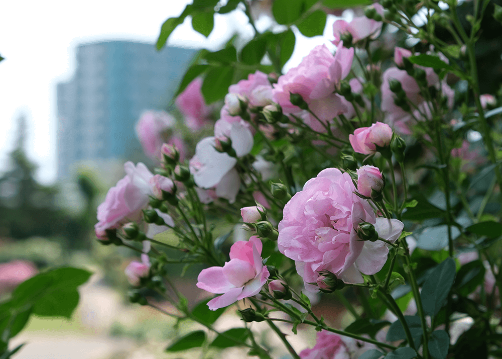 京成バラ園（Keisei Rose Garden）