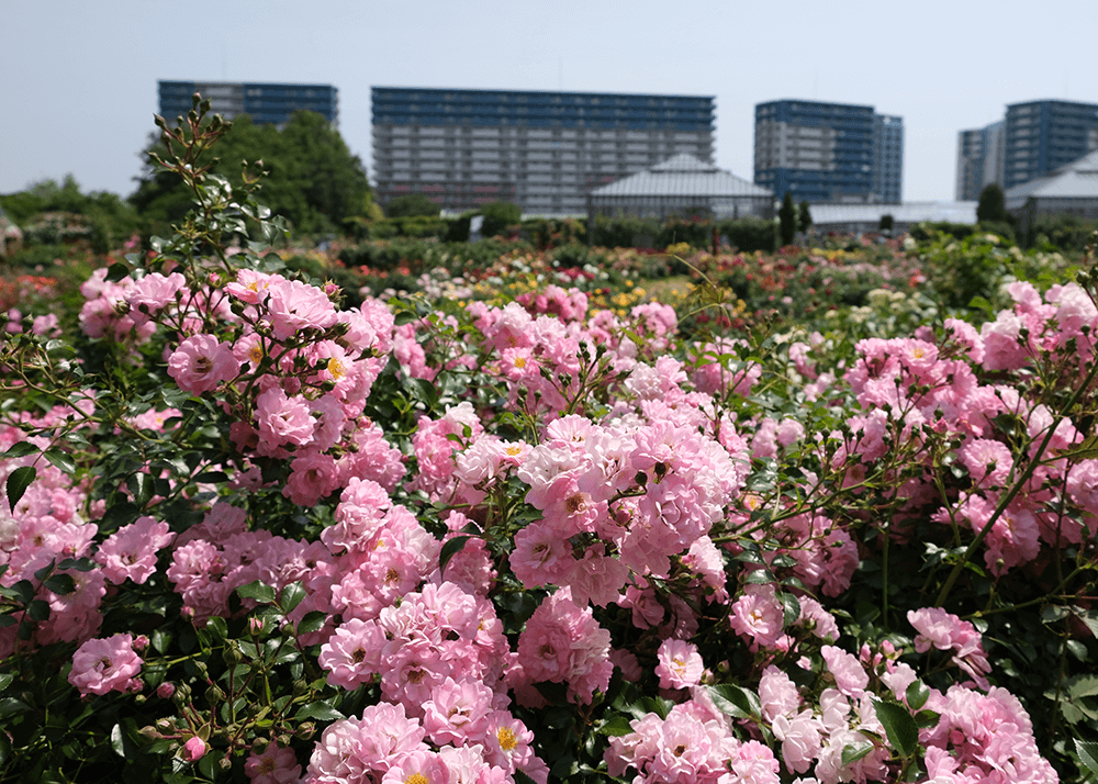 京成バラ園（Keisei Rose Garden）