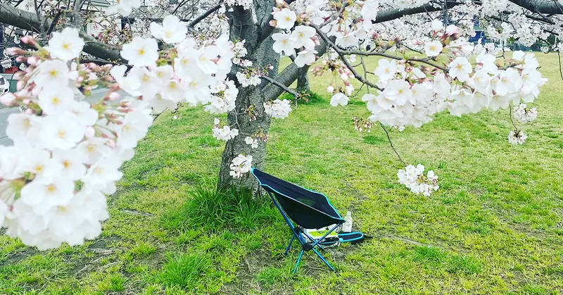 毎年、近所の空き地で桜を愛でるチェアリング