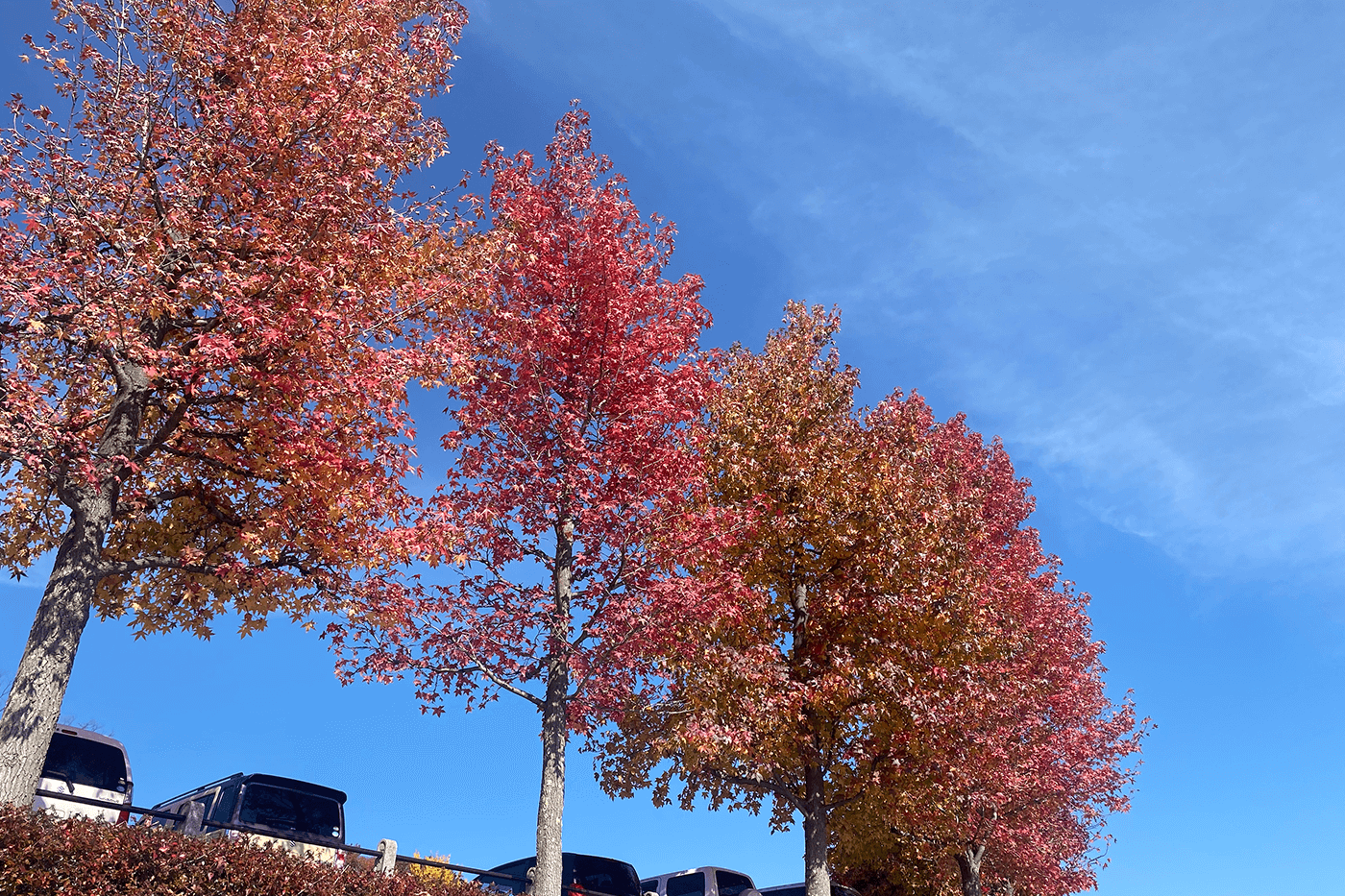 笛吹川フルーツ公園の駐車場には美しく紅葉する木々が…！